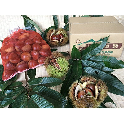 【ふるさと納税】茨城県かすみがうら市産 熟成 生栗 3Lサイズ　約2kg〈2025年11月上旬より順次発送予定〉【配送不可地域：離島】【1123858】 サムネイル2