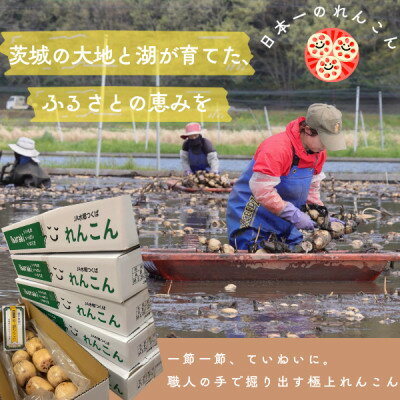 【ふるさと納税】肉厚でシャキシャキの食感と甘みが特徴　　掘りたて れんこん　4Kg(4～7本)【配送不可地域：離島】【1336120】 - 画像2