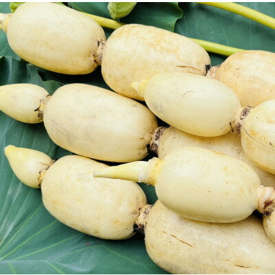 【ふるさと納税】肉厚でシャキシャキの食感と甘みが特徴　　掘りたて れんこん　4Kg(4～7本)【配送不可地域：離島】【1336120】 - 画像3