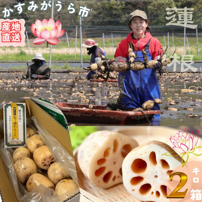 肉厚でシャキシャキの食感と甘みが特徴　　掘りたて れんこん　2Kg(2～4本)【配送不可地域：離島】【1370489】