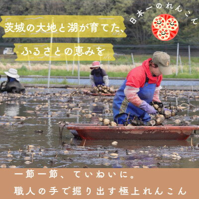 【ふるさと納税】肉厚でシャキシャキの食感と甘みが特徴　　掘りたて れんこん　2Kg(2～4本)【配送不可地域：離島】【1370489】 - 画像2