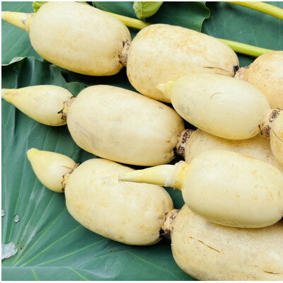 【ふるさと納税】肉厚でシャキシャキの食感と甘みが特徴　　掘りたて れんこん　2Kg(2～4本)【配送不可地域：離島】【1370489】 - 画像3