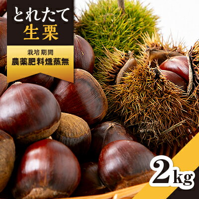 2025年秋配送とれたて生栗2kg栽培期間農薬肥料燻蒸無ショコロンファーム　有名フレンチ使用_ 栗 くり 生栗 マロン 冷蔵 国産 茨城 果物 くだもの 人気 おすすめ 送料無料 贈答 ギフト 【配送不可地域：離島】【1434373】