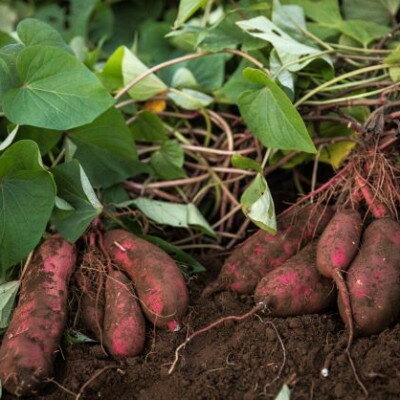 【ふるさと納税】【茨城県産】生さつまいも 紅はるか 5Kg【1437615】 - 画像2