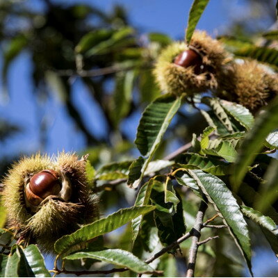 【ふるさと納税】【先行予約】かすみがうら市産　生栗　2Lサイズ　3kg_ 栗 くり 茨城県 かすみがうら市 秋の味覚 美味しい 人気 おすすめ 送料無料 【配送不可地域：離島】【1437712】 サムネイル2