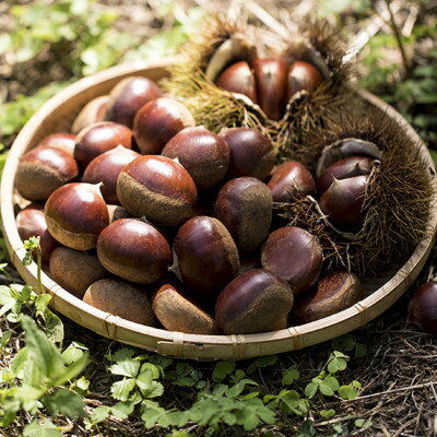 【ふるさと納税】かすみがうら市産　生栗　3Lサイズ　3kg【配送不可地域：離島】【1437717】 サムネイル3