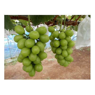 【ふるさと納税】圧巻の味ナガノパープルと貴方の思考を変える味シャインマスカット　約1.2kg(2～3房)【配送不可地域：離島】【1470009】 サムネイル2