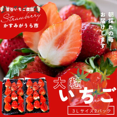 菅谷いちご園の完熟いちご『いちごっ子』 3Lサイズ 11粒×2パック【配送不可地域：離島・北海道・沖縄県・信越、北陸・東海・近畿・中国・四国・九州】【1484628】