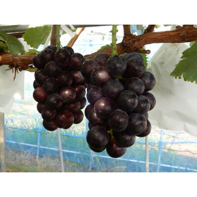 【ふるさと納税】かすみがうら市産 ナガノパープル 2～3房 約1.2kg【配送不可地域：離島】【1558346】 サムネイル2