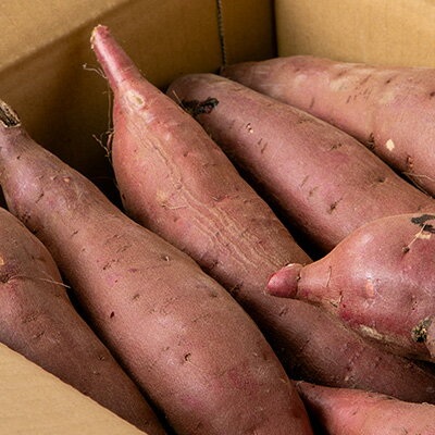 【ふるさと納税】かすみがうら市産　さつまいも(紅はるか)約5kg_ さつまいも 薩摩芋 芋 いも 紅はるか 人気 おすすめ 送料無料 贈答 ギフト プレゼント 茨城 かすみがうら市 5kg 【1103815】 - 画像3