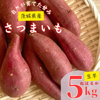 【茨城県産】生さつまいも 紅はるか 5Kg【1437615】