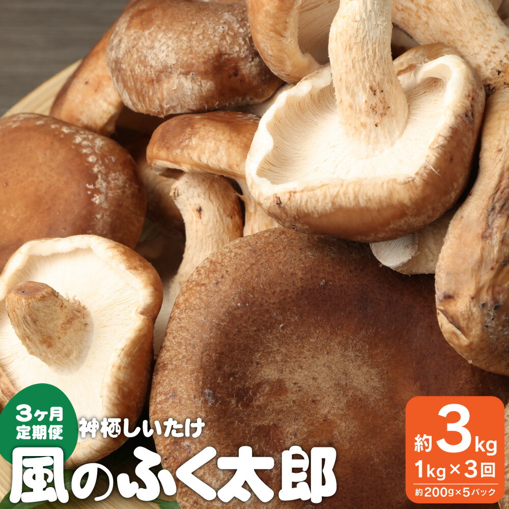 定期便3回 神栖市 しいたけ 風のふくたろう 3kg 1kg ( 200g×5袋 )× 3回 きのこ 椎茸 菌床 茨城県 神栖市 送料無料