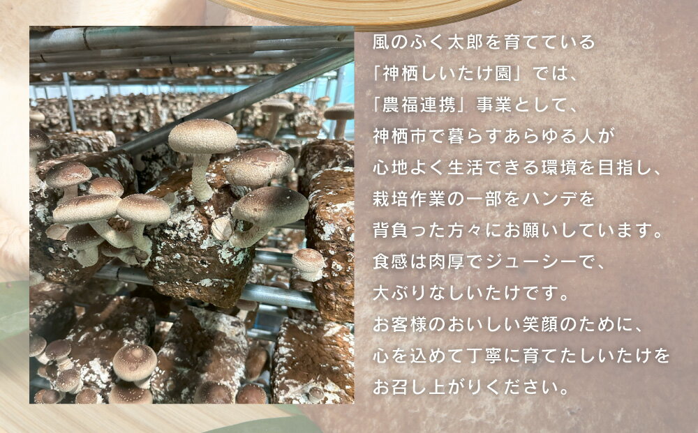 【ふるさと納税】定期便3回 神栖市 しいたけ 風のふくたろう 3kg 1kg ( 200g×5袋 )× 3回 きのこ 椎茸 菌床 茨城県 神栖市 送料無料 - 画像3