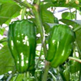 【お土産付】ピーマン・ミニパプリカ収穫体験 収穫体験 野菜 野菜狩り 体験 チケット お土産 茨城県 神栖市 送料無料