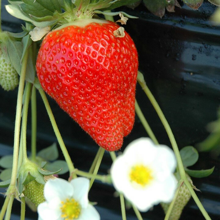 【ふるさと納税】【選べる内容量】【2026年2月より順次発送】【3ヶ月定期便】甘～い！いちご やよいひめ (1箱：12粒～15粒入り)｜いちご イチゴ 苺 ストロベリー やよいひめ 果物 くだもの 定期便 フルーツ定期便 先行予約 茨城県 行方市(V-1)3or 2or 1箱×3回(V-2) サムネイル3