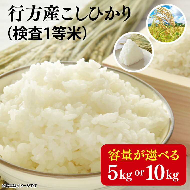 ★令和7年産★行方産こしひかり(検査1等 米) 5kg or 10kg｜米 お米 コシヒカリ こしひかり R7年産 茨城県 行方市(CU-30-2)