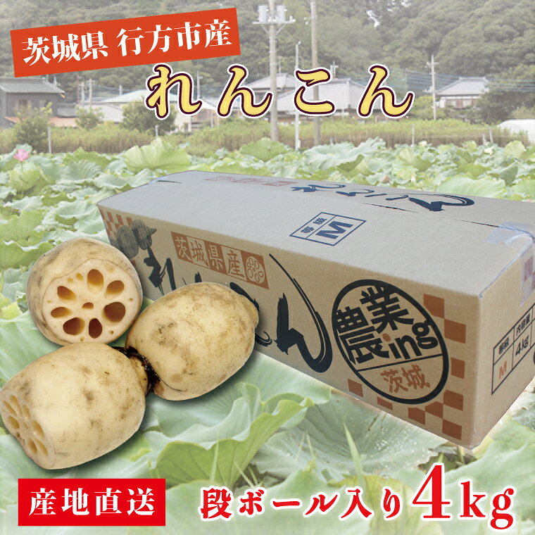 行方市産れんこん 約4kg｜蓮根 れんこん レンコン 野菜 行方市産 茨城県 行方市(DV-5)