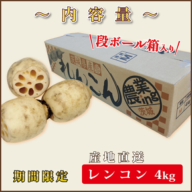 【ふるさと納税】行方市産れんこん 約4kg｜蓮根 れんこん レンコン 野菜 行方市産 茨城県 行方市(DV-5) - 画像2