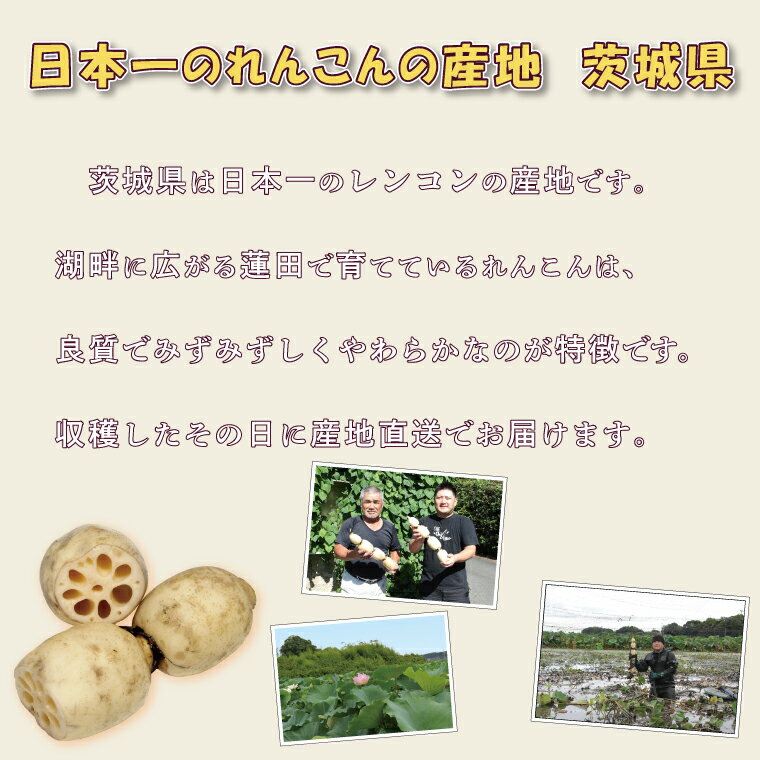 【ふるさと納税】行方市産れんこん 約4kg｜蓮根 れんこん レンコン 野菜 行方市産 茨城県 行方市(DV-5) - 画像3