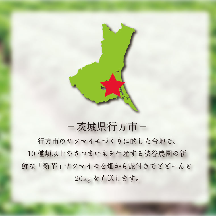 【ふるさと納税】【選べる内容量】【2025年11月より順次発送】2025年度産 しっとり甘い鮮やかな紫いも ふくむらさき 約2kg・5kg・10kg｜さつまいも 芋 お芋 ふくむらさき 紫いも 渋谷農園 先行予約 茨城県 行方市(BZ-36) サムネイル3