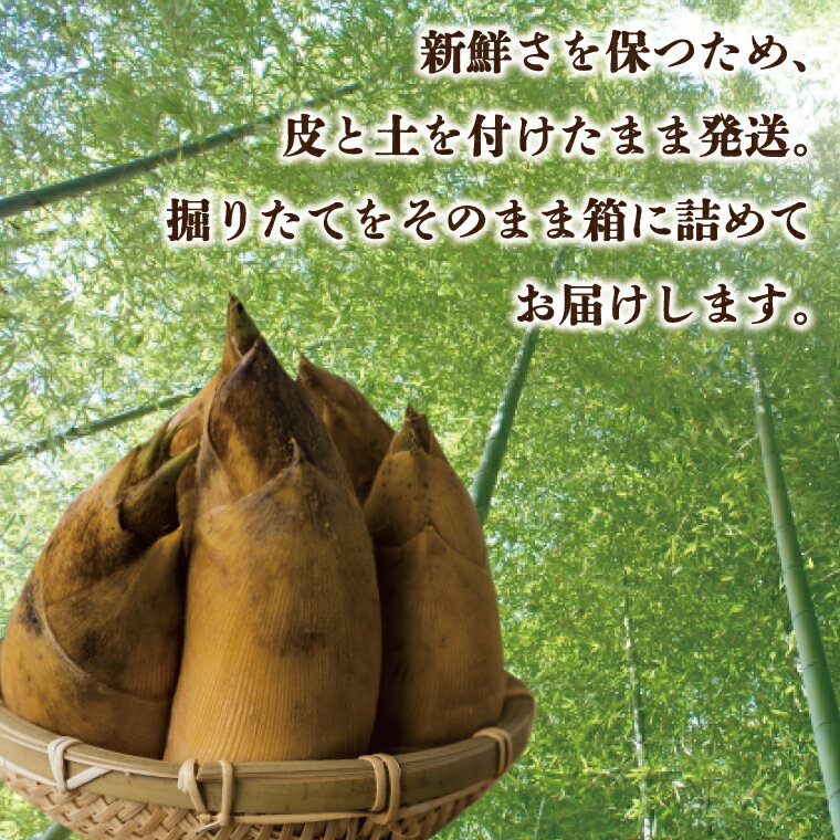 【ふるさと納税】 【2026年4月より順次発送】たけのこ 約2kg(米ぬか付き)｜たけのこ タケノコ 筍 旬 米ぬか 堀りたて 先行予約 茨城県 行方市(CP-10) - 画像2