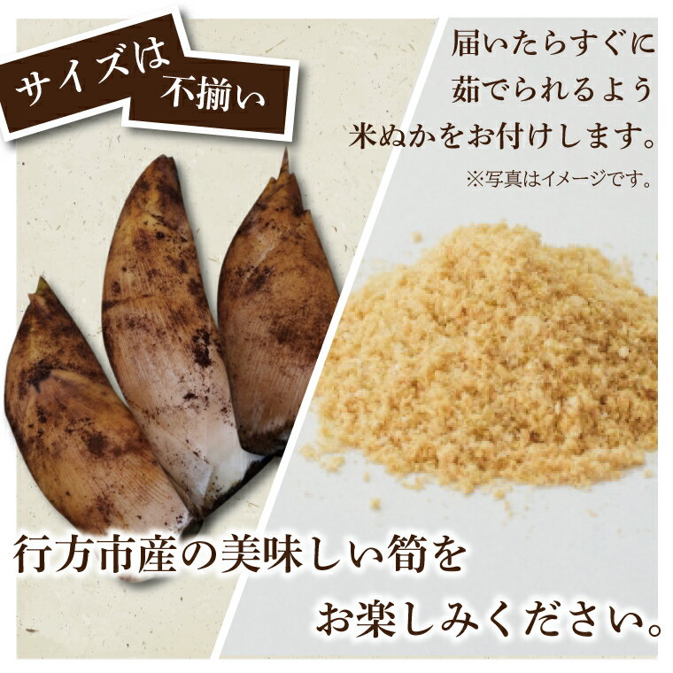 【ふるさと納税】 【2026年4月より順次発送】たけのこ 約2kg(米ぬか付き)｜たけのこ タケノコ 筍 旬 米ぬか 堀りたて 先行予約 茨城県 行方市(CP-10) - 画像3