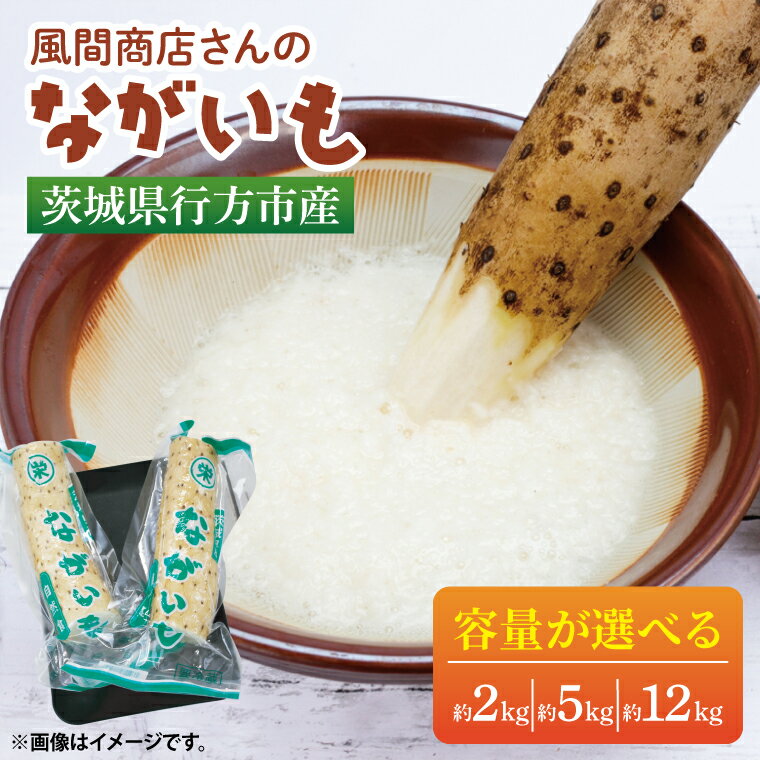 【選べる内容量】【2025年12月より順次発送】風間商店さんのながいも 約2～12kg｜ながいも いも 芋 長芋 野菜 やさい 人気 美容 健康 腸活 味噌汁 天ぷら 茨城県 行方市 行方市産(HO-1)