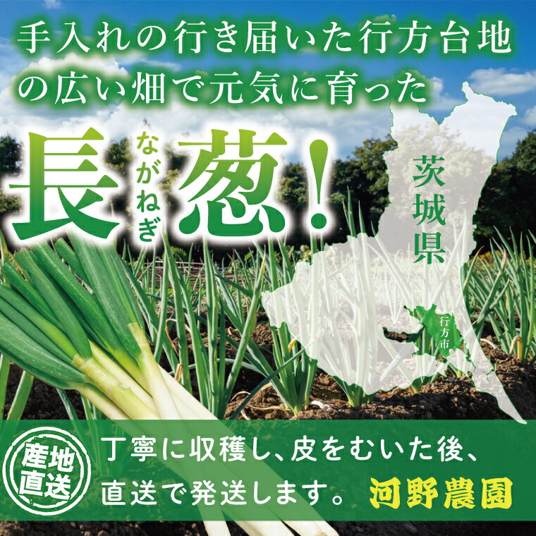 【ふるさと納税】【選べる内容量】河野農園自慢の新鮮長ねぎ｜長ネギ 長ねぎ ネギ ねぎ 葱 野菜 やさい 訳あり わけあり 訳アリ 野菜 新鮮 規格外 茨城県 行方市(HW-1) - 画像2