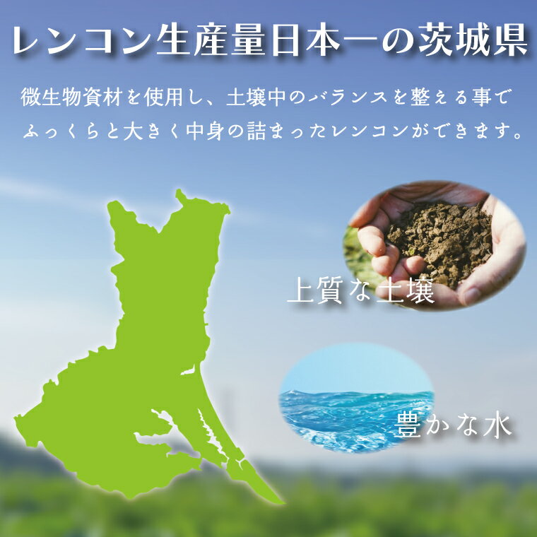 【ふるさと納税】【2025年8月以降順次発送】レンコン 約2kg｜茨城県 行方市 ふるさと納税 蓮根 レンコン(EG-2) サムネイル2