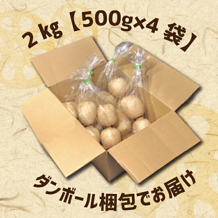 【ふるさと納税】【2025年8月以降順次発送】レンコン 約2kg｜茨城県 行方市 ふるさと納税 蓮根 レンコン(EG-2) サムネイル3