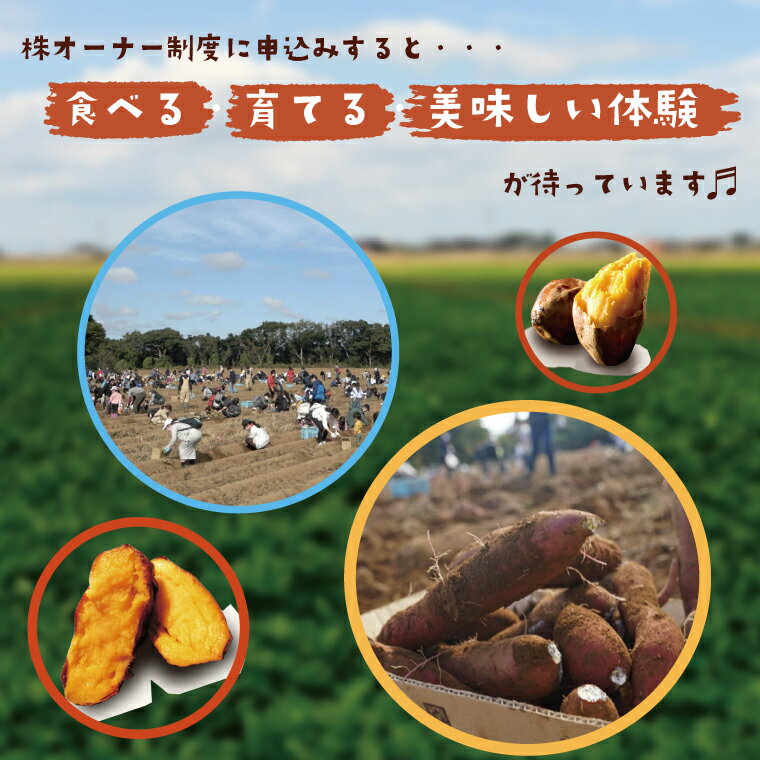 【ふるさと納税】【早割B2プラン】2026年度おいも株オーナー制度 1口｜さつまいも 芋 サツマイモ お芋 おいも株 株 オーナー いばらきゴールド 安納芋 らぽっぽファーム 体験 農園 茨城県 行方市(CQ-27-1) - 画像2