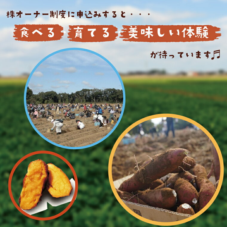 【ふるさと納税】【早割B1プラン】2026年度おいも株オーナー制度 1口｜さつまいも 芋 サツマイモ お芋 おいも株 株 オーナー いばらきゴールド 米 お米 らぽっぽファーム 体験 農園 茨城県 行方市(CQ-6-1) - 画像2