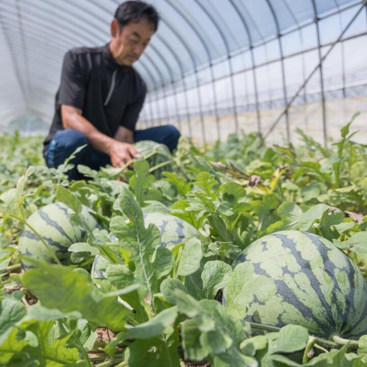 【ふるさと納税】 黒小玉スイカ（あんみつ姫）　2玉（2.5kg～3kg×2玉） サムネイル3