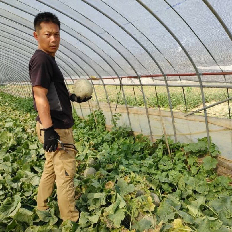 【ふるさと納税】 訳あり メロン イバラキングメロン 1~2玉 約1.5~3kg以上 めろん おすすめ 人気 国産 青 産地直送 茨城 鉾田 生産量日本一 フルーツ 旬 大きい プレゼント 贈り物 贈答 旬 定番 果物 くだもの 5月〜6月発送 大玉 甘い 青肉 サムネイル3