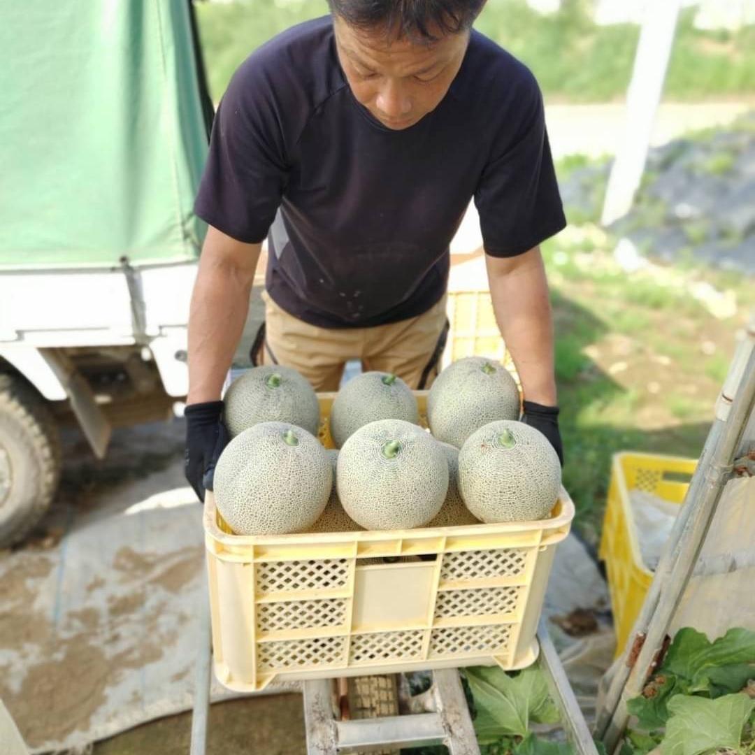 【ふるさと納税】 訳あり メロン イバラキングメロン 1~2玉 約1.5~3kg以上 めろん おすすめ 人気 国産 青 産地直送 茨城 鉾田 生産量日本一 フルーツ 旬 大きい プレゼント 贈り物 贈答 旬 定番 果物 くだもの 5月〜6月発送 大玉 甘い 青肉 サムネイル2