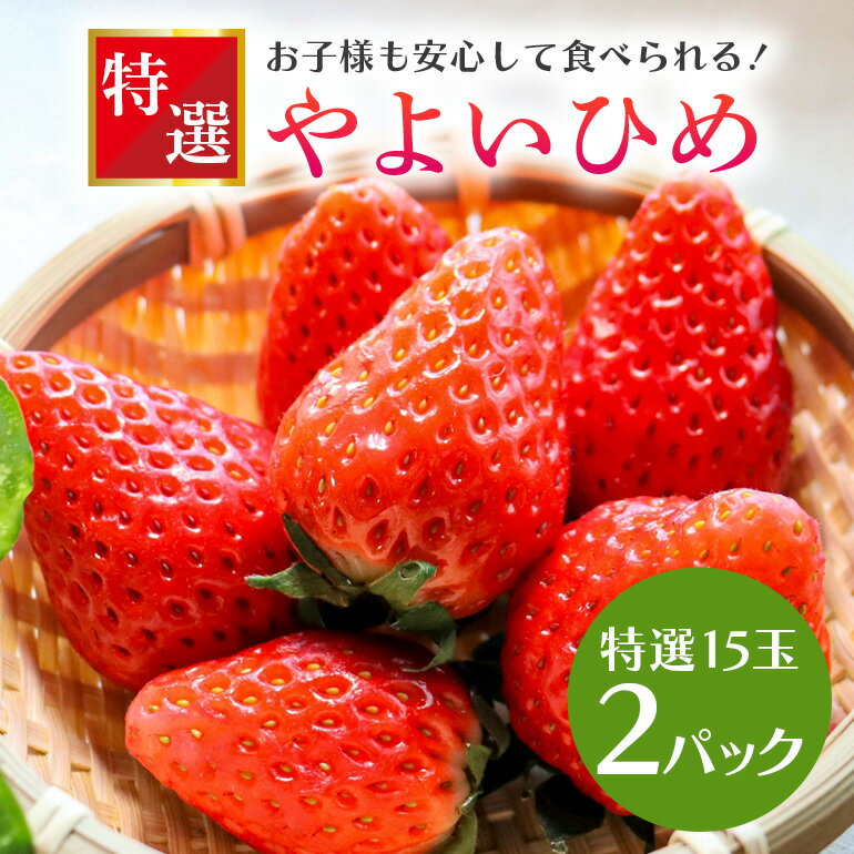 【数量限定・先行予約】やよいひめ 特選15玉 2パック いちご イチゴ 苺 フルーツ 果物 くだもの 国産 茨城県産 高糖度 甘い ＜2026年1〜3月発送予定＞ （茨城県共通返礼品 石岡市） 71-C