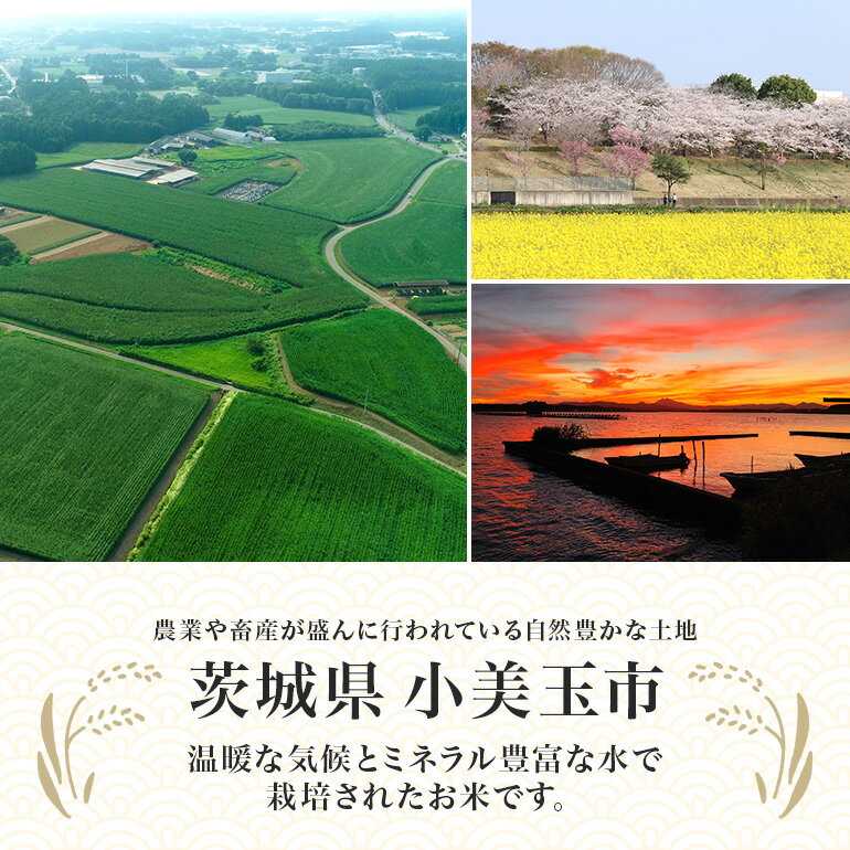 【ふるさと納税】【 令和7年産 】小美玉産 コシヒカリ ミルキークイーン 食べ比べ セット 計10kg（各5kg） こしひかり みるきーくいーん 米 10キロ 5キロ 食べくらべ 詰め合わせ 詰合せ 詰め合せ 詰合わせ お米 白米 国産 ごはん おにぎり 弁当 茨城県 小美玉市 17-L - 画像2