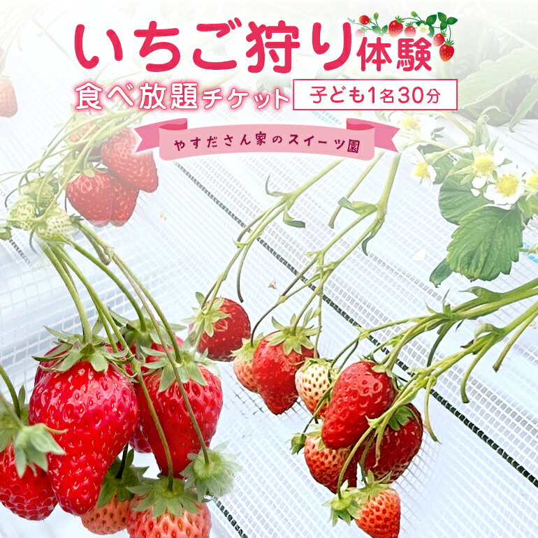やすださん家のスイーツ園　いちご狩り体験　子ども1名30分食べ放題チケット　イチゴ 苺 フルーツ 果物