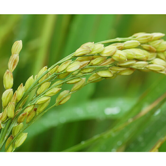 【ふるさと納税】茨城県産 ミルキークイーン 10kg 5kg × 2袋 無洗米 米 ミルキークイーン 無洗米 10kg 茨城県産 令和7年産【小松崎商事】255 - 画像3