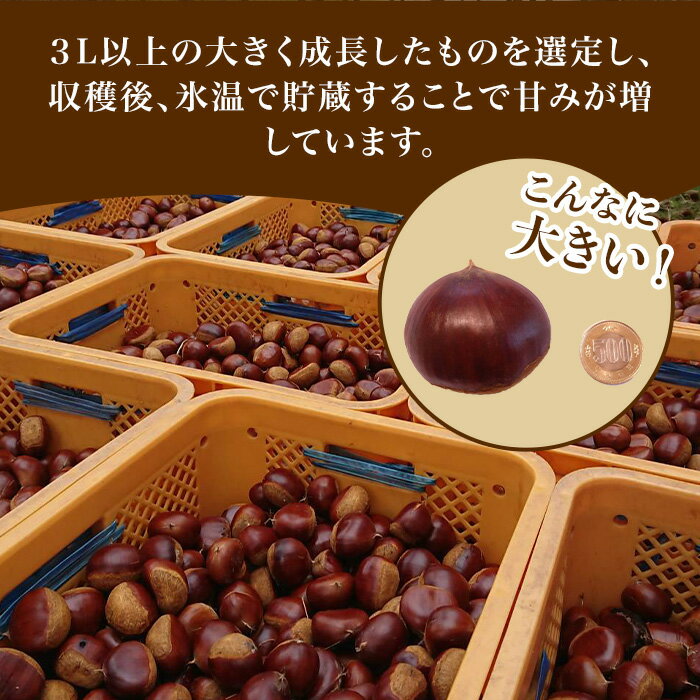 【ふるさと納税】693 氷温貯蔵 栗 特選 3L 3kg【海老澤農園】 サムネイル2