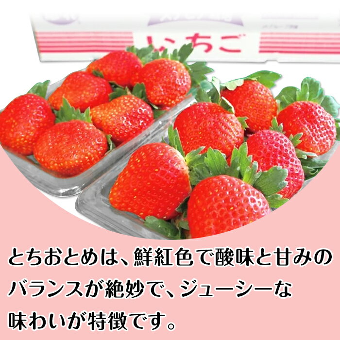 【ふるさと納税】いちご 先行予約 とちおとめ イチゴ 苺 002茨城県産いちご「とちおとめ」1.04kg（4パック）【2026年1月中旬頃～3月下旬頃発送予定】 サムネイル2