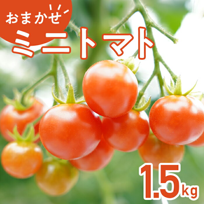 トマト 野菜 ミニトマト 品種 おまかせ TY千果 花鳥風月 恋味アミューズ 454 ミニトマト 1.5kg 甘い JA 水戸 茨城 2026年8月頃から順次発送予定