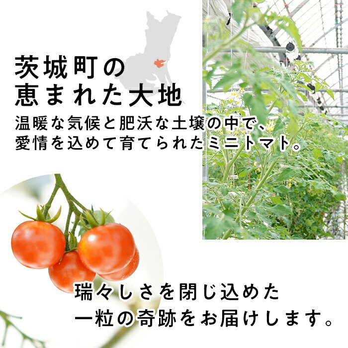 【ふるさと納税】トマト 野菜 ミニトマト 品種 おまかせ TY千果 花鳥風月 恋味アミューズ 454 ミニトマト 1.5kg 甘い JA 水戸 茨城 2026年8月頃から順次発送予定 - 画像2