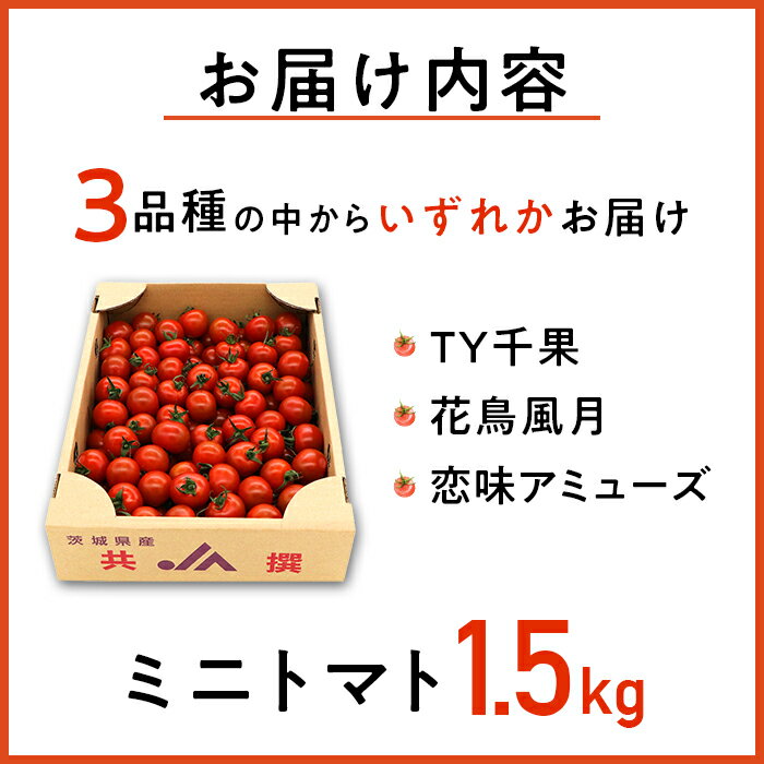【ふるさと納税】トマト 野菜 ミニトマト 品種 おまかせ TY千果 花鳥風月 恋味アミューズ 454 ミニトマト 1.5kg 甘い JA 水戸 茨城 2026年8月頃から順次発送予定 - 画像3