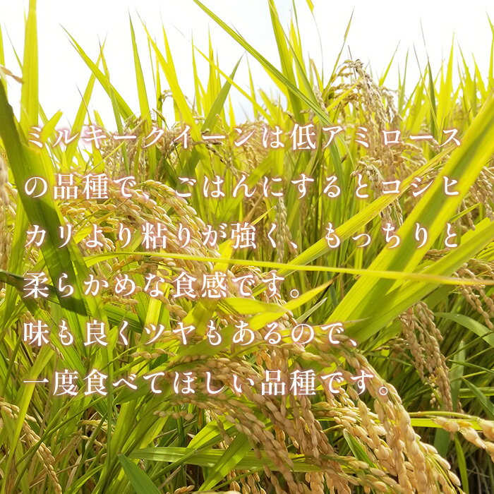 【ふるさと納税】米 白米 精米 ミルキークイーン 茨城県産 ブランド 472【令和7年産】茨城県産 ミルキークイーン 10kg (5kg×2袋) - 画像3