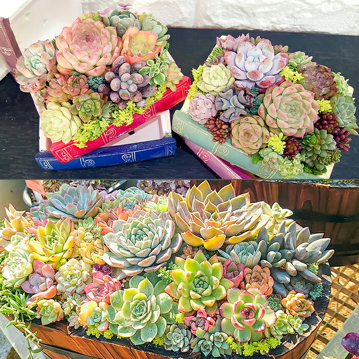 【ふるさと納税】茨城町 多肉植物 専門店 寄せ植え 体験 茨城 ギフト チケット ワークショップ エケベリア インテリア Haru春 プレゼント 初心者 594 Haru春で使える10,000円分チケット（500円×20枚） サムネイル3