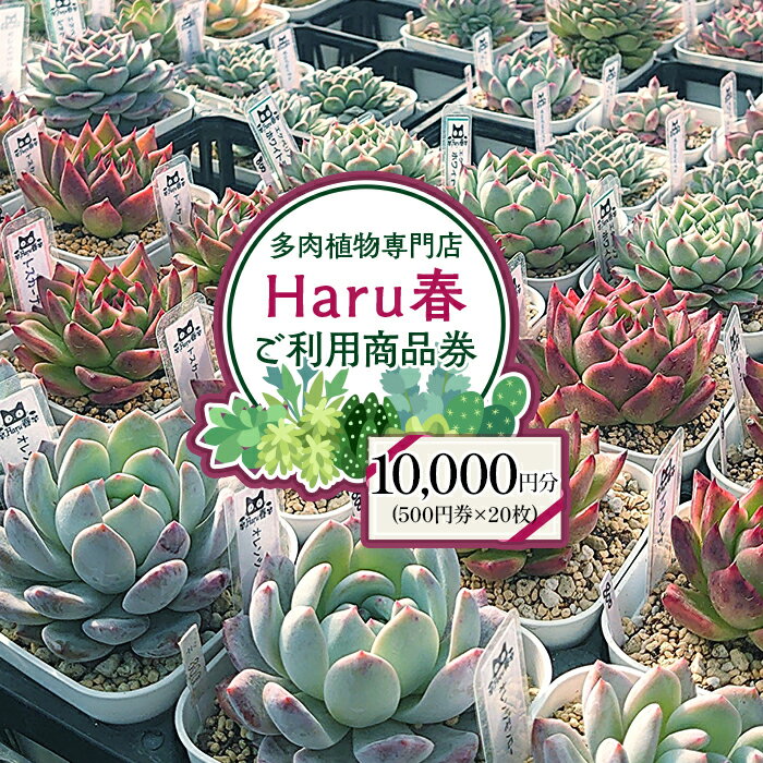 茨城町 多肉植物 専門店 寄せ植え 体験 茨城 ギフト チケット ワークショップ エケベリア インテリア Haru春 プレゼント 初心者 594 Haru春で使える10,000円分チケット（500円×20枚）