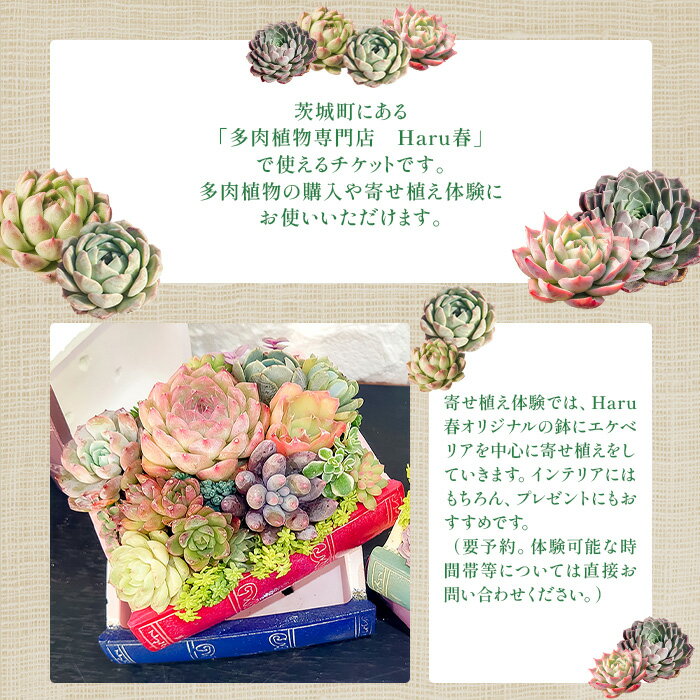 【ふるさと納税】茨城町 多肉植物 専門店 寄せ植え 体験 茨城 ギフト チケット ワークショップ エケベリア インテリア Haru春 プレゼント 初心者 594 Haru春で使える10,000円分チケット（500円×20枚） サムネイル2