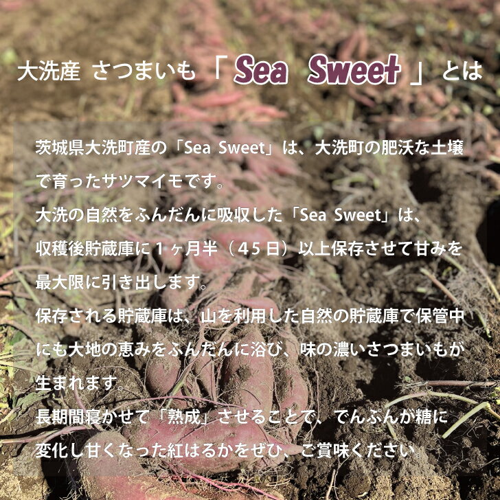 【ふるさと納税】 【先行予約】大洗産 さつまいも 紅はるか 5kg （15本前後） Sea Sweet 長期熟成 茨城県産 サツマイモ 土付き 生芋 芋 さつま芋 薩摩芋 甘藷 べにはるか - 画像2