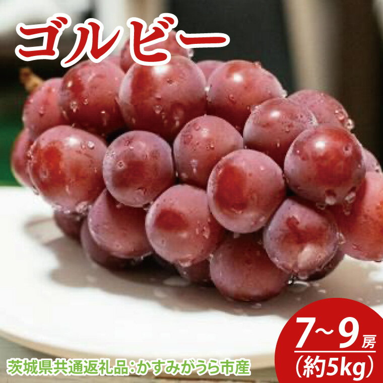 【先行予約】ゴルビー 約5kg 7～9房（茨城県共通返礼品：かすみがうら市産）　※2025年9月初旬～2025年10月下旬頃に順次発送予定（CD036）